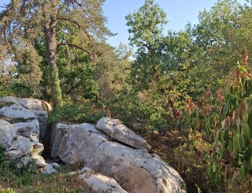 Escalade de bloc en forêt de Fontainebleau